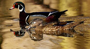 Male and Female Wood Ducks