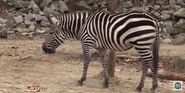 Memphis Zoo Zebra.png (2.51 MB) Grant's Zebra