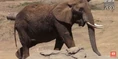 Okland Zoo Elephant.png (2.04 MB)