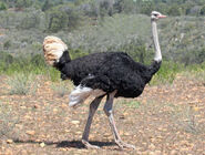 Southern Ostrich as Big Bird