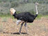 Southern Ostrich as Saurolophus