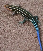 Skink, blue-tailed.jpg
