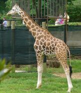 Smithsonian's National Zoo Rothschild's Giraffe