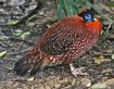 Temminck's Tragopan