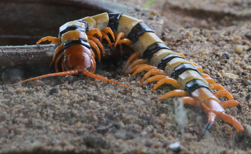 Tiger Centipede.