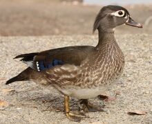 Wood Duck Female.jpg