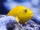 Yellow Hawkfish