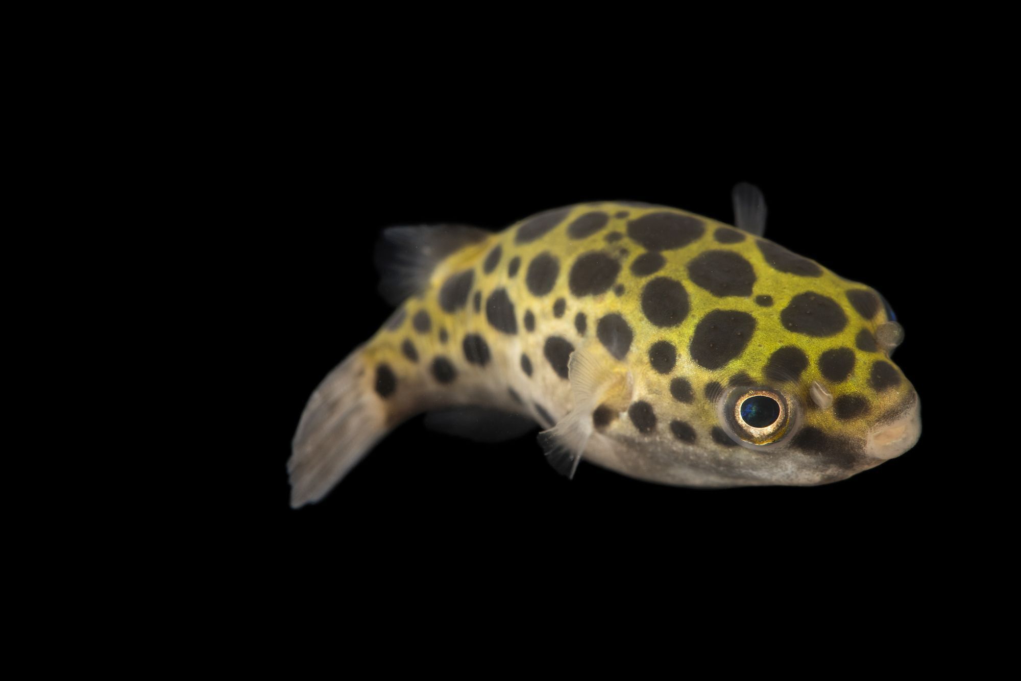 Green Spotted Pufferfish | The Parody Wiki | Fandom