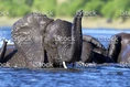 497798675-1024x1024 Elephants Swimming Royalty.jpg (466 KB)