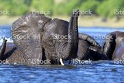 497798675-1024x1024 Elephants Swimming Royalty
