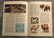 A Golden Exploring Earth Book of Animals (19)
