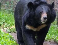 Asiatic black bear