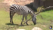 Dallas Zoo Zebra