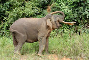 Bornean Pygmy Elephant as Yingshanosaurus