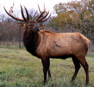 Elk (V2)