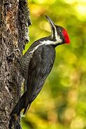 Female Pileated Woodpecker