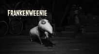 Frankenweenie (© 2012 Disney)