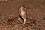 Indian Cobra