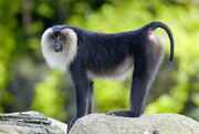 Macaque, Lion-Tailed