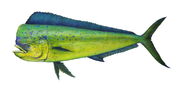 Mahi-Mahi.jpg