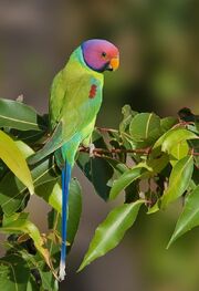 Parakeet, plum-headed.jpg