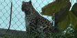 Phelidelphia Zoo Leopard