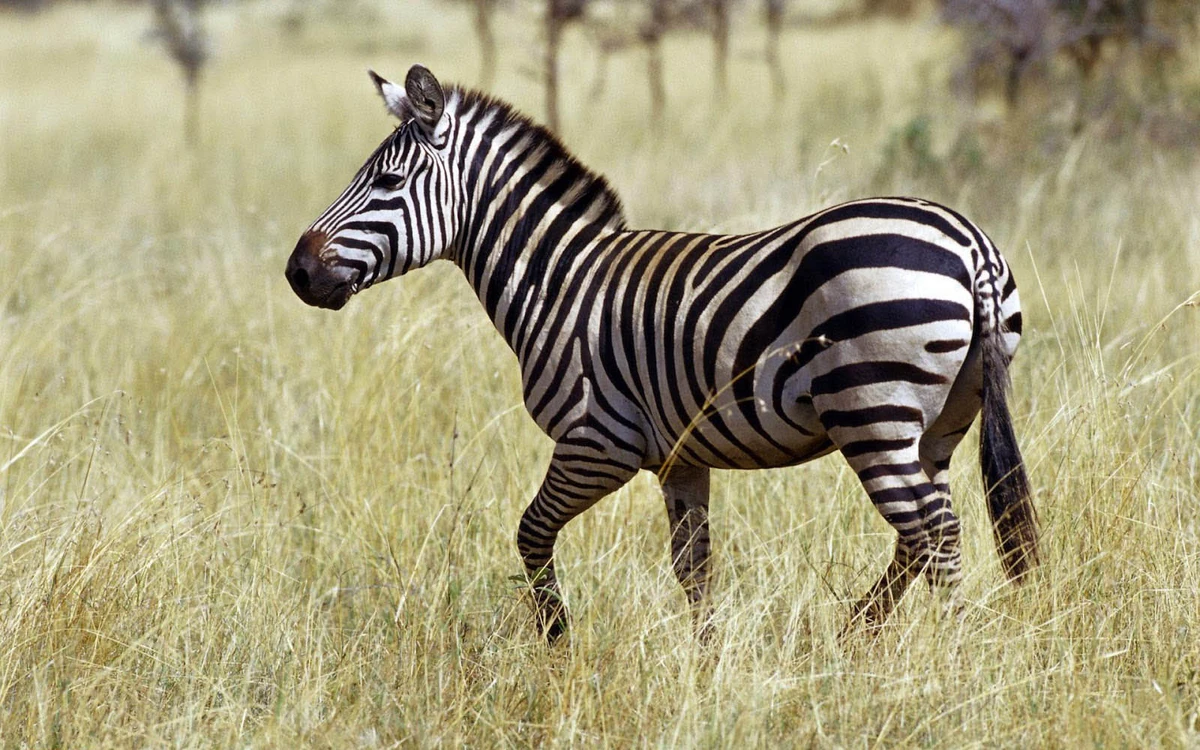 The Last Zebra (NatureRules1 Style) The Parody Wiki Fandom