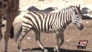 Grant's Zebra as Vorb