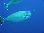 Unicorn Fish.jpg