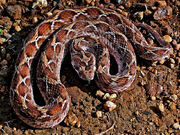 Viper, saw-scaled.jpg
