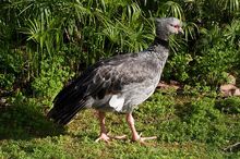 Gdr-chauna-torquata-07048.jpg