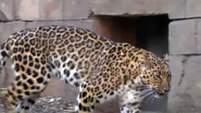 Greenville Zoo Leopard