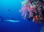 Grey reef shark swimmwedfsazcing