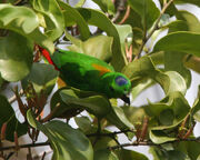 Hanging Parrot, Blue-Crowned.jpg