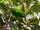 Blue-Crowned Hanging Parrot