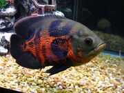 Oscar (Fish).jpg