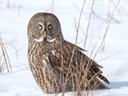 Great Grey Owl as Tropeognathus