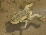 Palaeobatrachus gigas.jpg