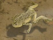 Palaeobatrachus as Red-Eyed Tree Frog