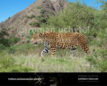 Panthera-gombaszoegensis-georgica-738x591.jpg