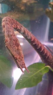 Snake, tentacled.jpg