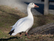 Snow Goose as Petra