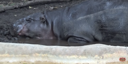Zoo Miami Hippo