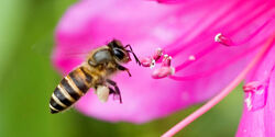 Apis-Cerana.jpg