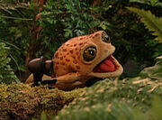 Big Old Bullfrog.jpg