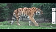 Cleveland Zoo Tiger 2.png (683 KB)