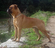Dog, Bullmastiff.jpg