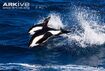 Hourglass Dolphin