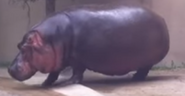 Forth Worth Zoo Hippo