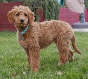 Goldendoodle.jpg.jpg